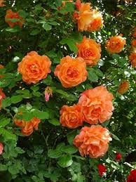 Orange Climbing Rose Plant Seeds for Planting Non-GMO Heirloom Garden Seeds for Growing