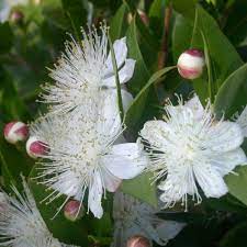 Greek Myrtle Plant Seeds (Myrtus communis) – Aromatic Evergreen Shrub,
