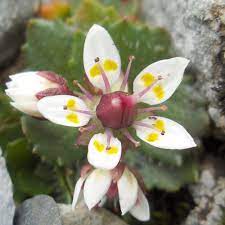 Saxifraga Stellaris Flower Seeds for Planting, NON GMO Seeds