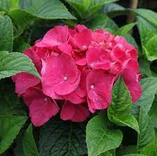 Red Baron Hydrangea Flower Seeds for Planting- NON GMO Seeds for planting in your garden.