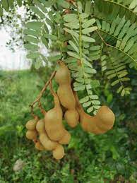 Green Tamarind Tree Seeds for planting- Tropical Tree Seeds - Green Tamarind Tree Seeds for planting- Tropical Tree Seeds Scientific Name Placeholder for planting in home garden