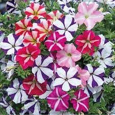 Ultra Star Petunia Violacea Flower Seeds for Planting - Heirloom, NON-GMO, Easy-to-Grow Garden Blooms - Star for planting in home garden