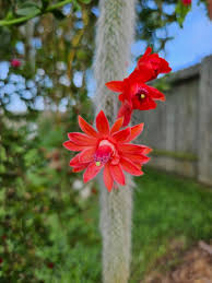 Monkey Tail Cactus Seeds for Planting - NON GMO Seeds