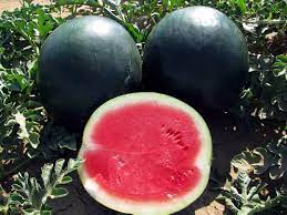 Black diamond watermelon Citrullus lanatus seeds for heirloom summer beds