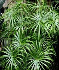 Green Cyperus Alternifolius Planting Seeds for Garden - NON GMO Seeds