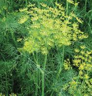 Vierling Dill (Anethum graveolens)Herb Seeds for Planting,Heirloom Non-GMO Seeds – Fresh Herb for Your Garden
