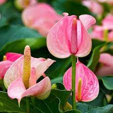 Heirloom Non-GMO Anthurium Andraeanum Flower Seeds for Planting â€“ Baby Pink Exotic Blooms for planting in home garden