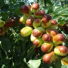 Sherwood jujube fruit seeds