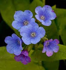 Blue Pulmonaria Lungwort Flower Seeds for Planting - Heirloom & Non-GMO Seeds for planting for planting in home garden