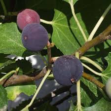 Black Mission fig fruit seeds