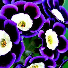 Blue Phantom Petunia Flower Seeds for Planting - Heirloom, NON-GMO, Easy-to-Grow Garden Blooms for planting in home garden