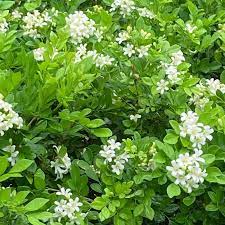 Murraya paniculata seeds for garden planting