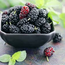 Rare Mulberry Plant Seeds - Grow Nutritious and Sweet Mulberries with Ease 100 Pcs pcs