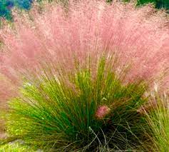Pink Muhly Grass Seeds for Planting,All Year Growing Low Maintenance Plant Seeds- 100 pcs