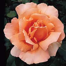 Orange Joey Hybrid Tea Rose Plant Seeds - Non-GMO Heirloom Garden Seeds for Planting