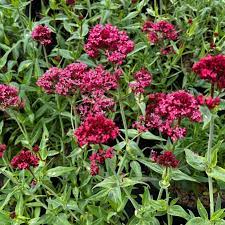 Red Valerian Centranthus Ruber Flower Seeds for Planting - Heirloom, NON-GMO, Easy to Grow