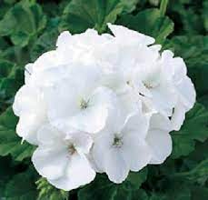 Heirloom Non-GMO White Geranium Flower Seeds for Planting â€“ Elegant Blooms for Home Garden for planting in home garden