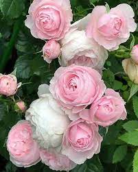 Light Pink Polyantha Rose Plant Seeds for Garden - Heirloom Non-GMO Seeds for Planting