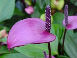 Violet Anthurium Andraeanum Flower Seeds for Planting -Heirloom and Non-GMO garden seeds for planting in your garden.