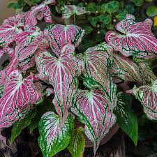 Purple Green Caladium Plant Seeds - Decorative Leaf Plant Seeds -Heirloom & Non-GMO Seeds for planting for planting in home garden