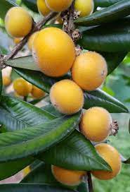 Yellow jabuticaba Plinia aureana fruit seeds