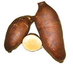 Cajamarca Yacon Smallanthus sonchifolius seeds for planting in vegetable patch