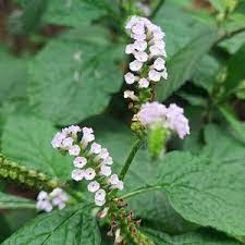 Green Arborescens Plant Seeds - Shrub Seeds -Heirloom & Non-GMO Seeds for planting Scientific Name Placeholder for planting in home garden