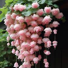 Baby Pink Weeping Forsythia Flower Seeds for Garden Planting