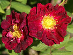 Red Rugrose Rose Plant Seeds for Garden Heirloom Non-GMO Seeds for Planting and Growing