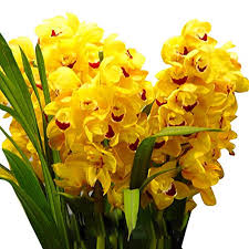 Yellow Orchid Formaldehyde Flower Planting Seeds for Garden NON GMO Seeds