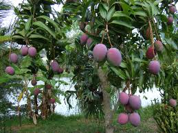 Tommy Atkins mango fruit seeds