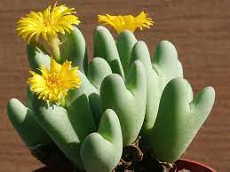 Conophytum Bilobum Cactus Seeds for Planting - NON GMO Seeds