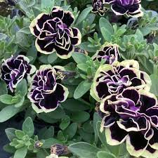 Petunia Merlin Morn Pink Seeds for Planting - Heirloom, NON-GMO Flower Seeds - Vibrant Pink Blooms - Merlin for planting in home garden