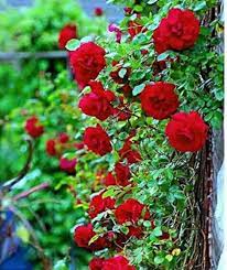 Red Climbing Rose Plant Seeds for Planting Non-GMO Heirloom Garden Seeds for Growing Beautiful Roses seeds for planting in home garden