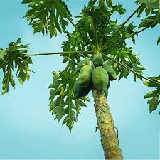 Carica papaya fruit tree seeds