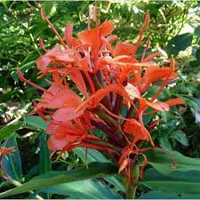 Red Ginger Lily Seeds (Hedychium rubrum) Flower Seeds for planting – Heirloom Non-GMO Garden Seeds - Ginger for planting in home garden