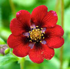 Potentilla Atrosanguinea - Red Flower Seeds for Planting - 100 pcs