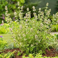 Green Cat Mint Plant Seeds - Fragrant Herb Seeds-Heirloom & Non-GMO Seeds for planting – Fresh Herb for Your Garden