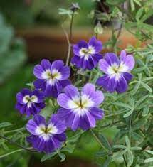 Blue Hanging Nasturtium Flower Seeds for Planting - Heirloom seeds for Home Garden, GMO Free