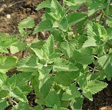 Green CatMint Seeds – Herb Garden Favorite-Heirloom & Non-GMO Seeds for planting – Fresh Herb for Your Garden