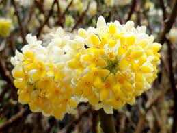 Heirloom Non-GMO Yellow Edgeworthia Flower Seeds for Planting – Fragrant Winter Blooms - Non-GMO for planting in home garden