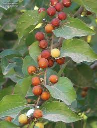 Buffalo thorn Ziziphus mucronata fruit seeds