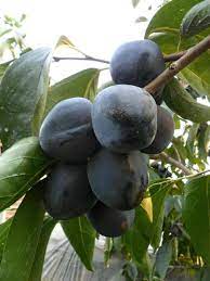 Black persimmon fruit seeds for planting