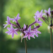 Heirloom Non-GMO Tulbaghia Violacea Flower Seeds for Planting ƒ?? Fragrant Ornamental Flower Seeds for planting in your garden.