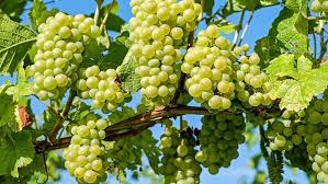 Green Brazilian grape fruit seeds