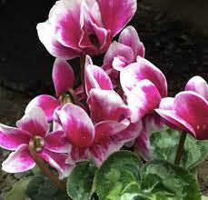 Pink & White Cyclamen Flower Seeds for Planting, 100 pcs