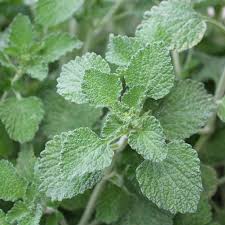 Green Horehound Seeds – Traditional Medicinal Herbs-Heirloom & Non-GMO Seeds for planting – Fresh Herb for Your Garden