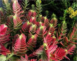 Red Pagoda Plant Seeds for Planting - NON GMO Seeds