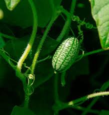 Green Cucamelon Seeds for Planting heirloom & Non-GMO Seeds