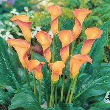 Zantedeschia Arum Lily Flower Seeds for Planting - Heirloom and Non-GMO garden Seeds for planting in home garden